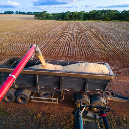 Preço da soja volta a cair na bolsa de Chicago