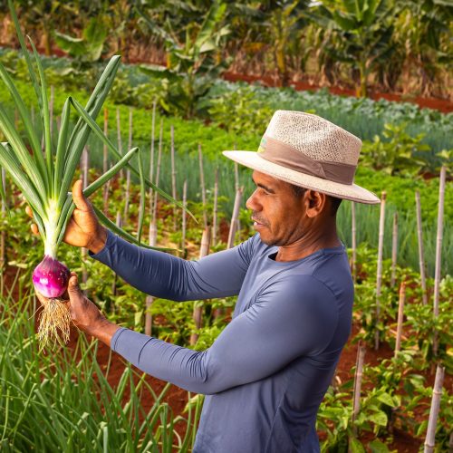 AO VIVO: Plano Safra 25/26 Agricultura Familiar