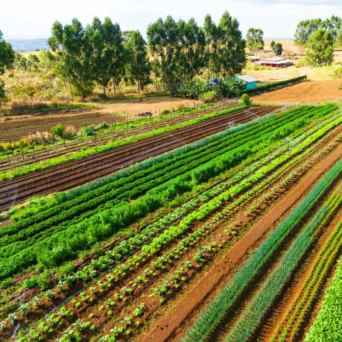Acesso à assistência técnica para todos os produtores demanda até R$ 10 bilhões