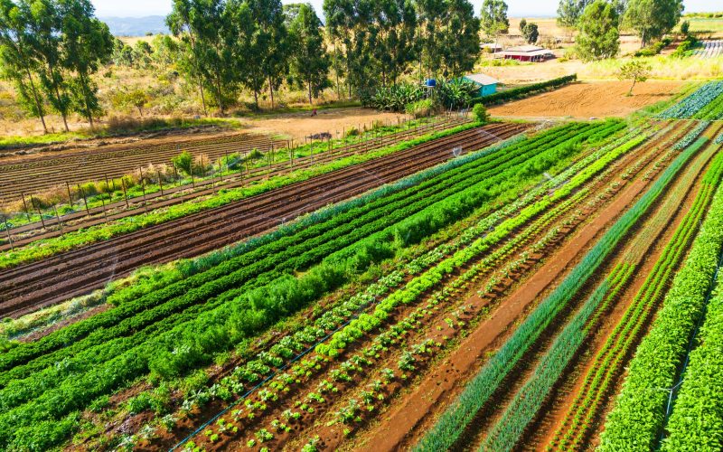 Acesso à assistência técnica para todos os produtores demanda até R$ 10 bilhões