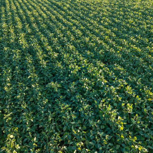Após estiagem, retorno das chuvas deve beneficiar lavouras de soja