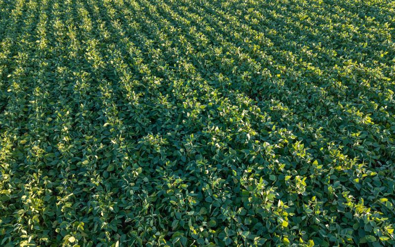 Após estiagem, retorno das chuvas deve beneficiar lavouras de soja