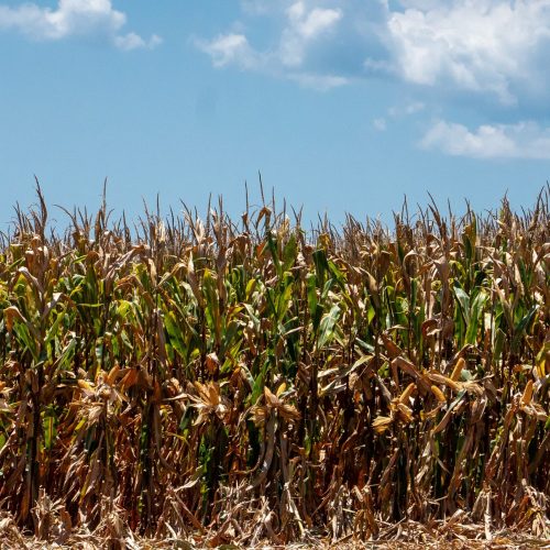 Mercado de defensivos para milho encolhe 7% na segunda safra