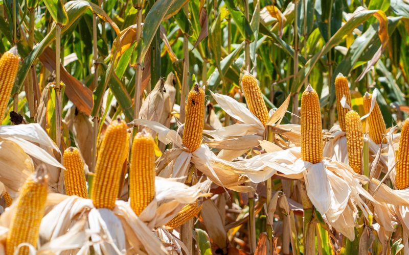 Preço da soja cai em Chicago; milho e trigo sobem