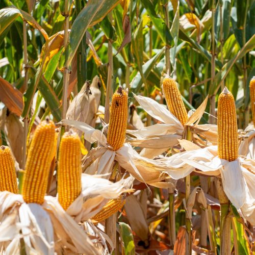 Preço da soja cai em Chicago; milho e trigo sobem