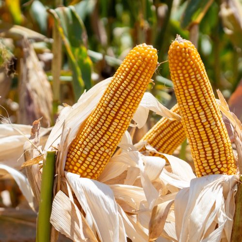 Parceria brasileira investe em tecnologia para controle da lagarta-do-cartucho