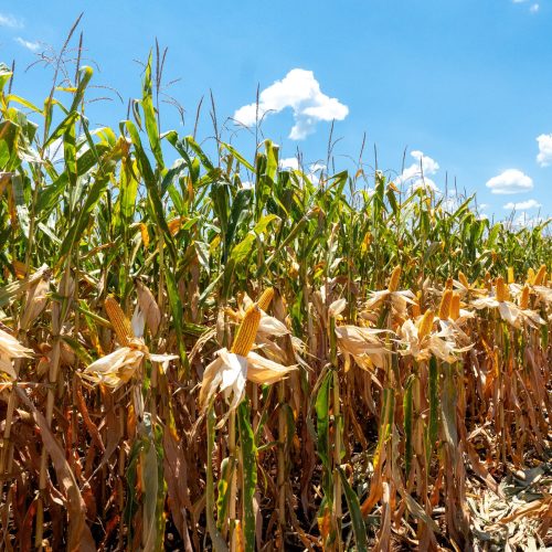 Valor da produção agropecuária deve crescer 12% em 2025