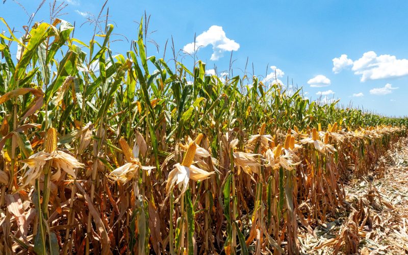 Preços do milho continuarão pressionados e vão afetar rentabilidade do produtor, diz consultoria