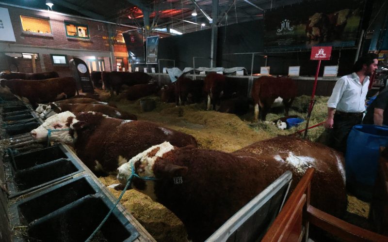 Expointer tem 45,5% de queda em negócios, apesar de recorde de público