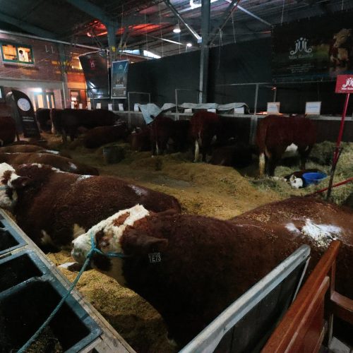 Expointer tem 45,5% de queda em negócios, apesar de recorde de público