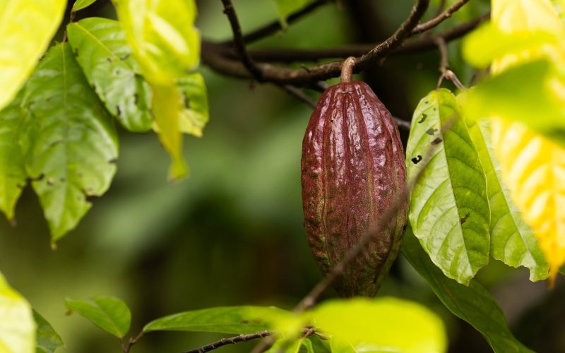 Cacau sobe quase 5% e lidera alta das agrícolas em Nova York