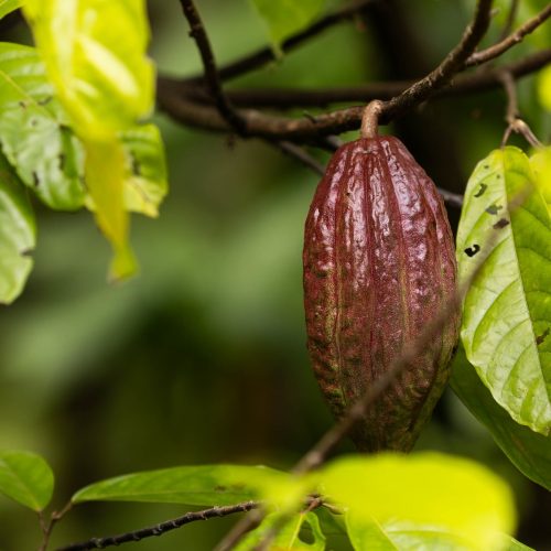 Preços de cacau, açúcar e suco de laranja sobem em NY; café e algodão caem