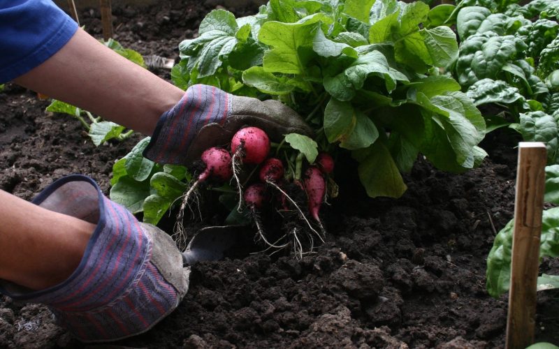 Pequenos produtores poderão contratar custeio agrícola pelo microcrédito