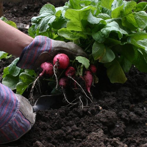 Pequenos produtores poderão contratar custeio agrícola pelo microcrédito