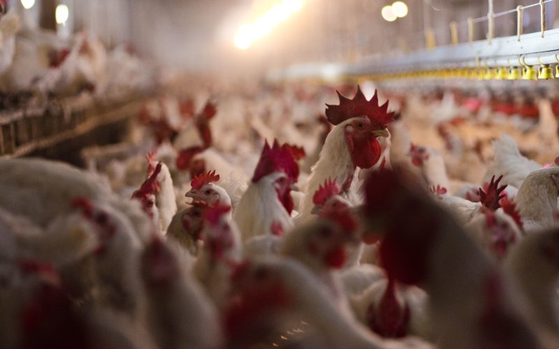 EUA registram dois novos casos de gripe aviária em granjas comerciais