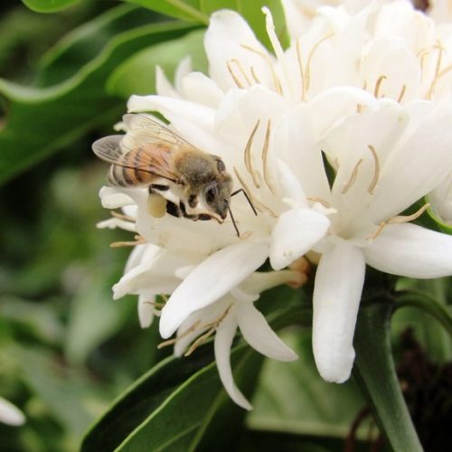 De onde vêm os sabores: as flores que dão origem ao café, cacau e baunilha