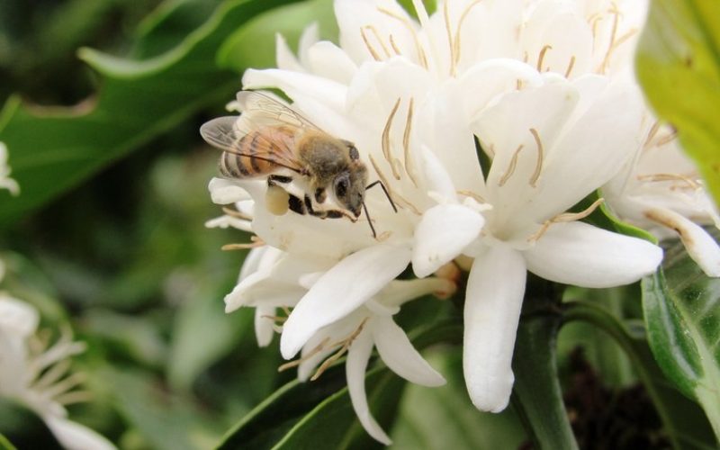 De onde vêm os sabores: as flores que dão origem ao café, cacau e baunilha