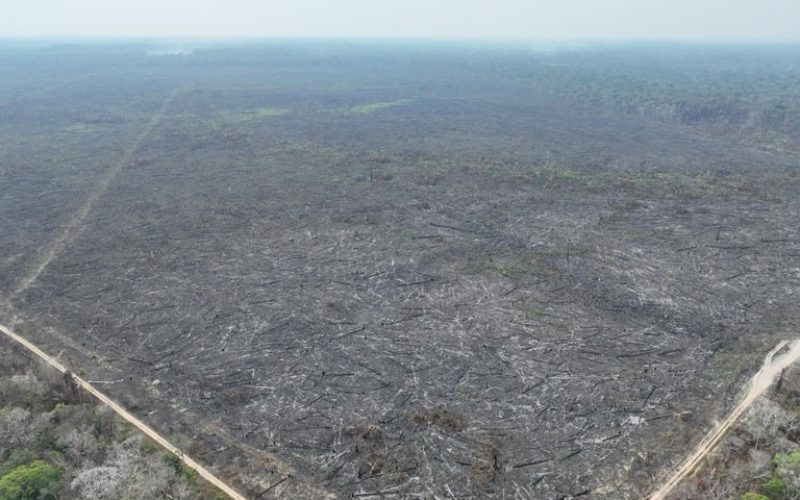 BNDES evitou liberação de R$ 803 milhões em crédito rural a produtores que desmataram