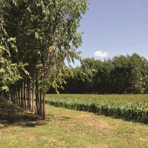 Em nova fase, Regenera Cerrado medirá emissões de carbono