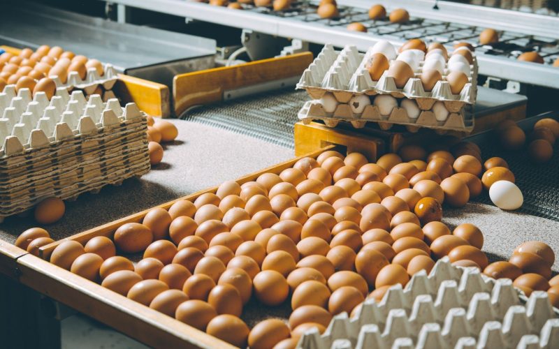Produção de ovos deve crescer entre 4% e 5% em 2026; ouça o comentário