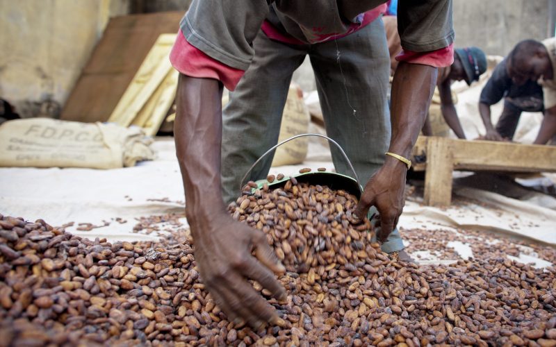 Cacau tem queda de 3% em NY com bom desenvolvimento da safra africana