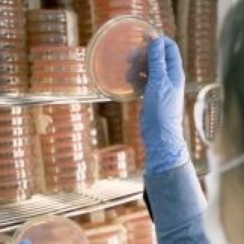 Nova plataforma de dados mostra crescimento do setor de bioinsumos