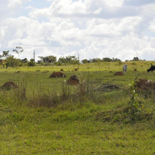 Brasil lançará com a FAO iniciativa para recuperar áreas degradadas