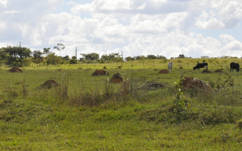 Brasil lançará com a FAO iniciativa para recuperar áreas degradadas