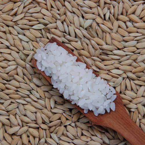 Preços do arroz em casca têm pequenas reações