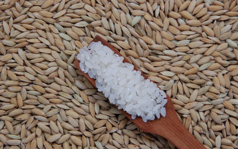 Preços do arroz em casca têm pequenas reações
