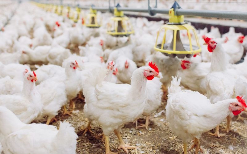 Preços do frango seguem em alta com demanda mais aquecida
