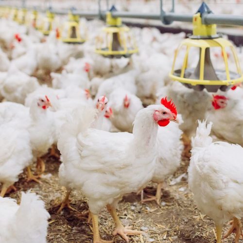 Missão chinesa deve vir ao Brasil para avaliar reabertura do mercado de frango, diz CEO da JBS