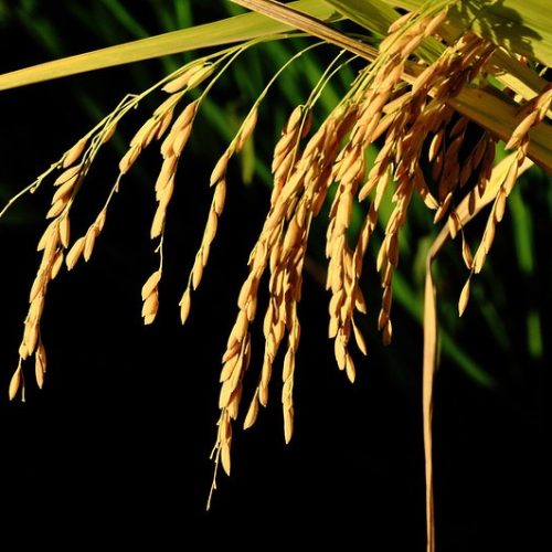 Um ano após enchente, produtora de arroz do RS colhe bem, mas preço desanima
