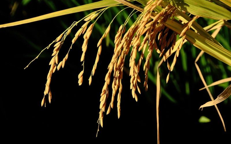 Um ano após enchente, produtora de arroz do RS colhe bem, mas preço desanima