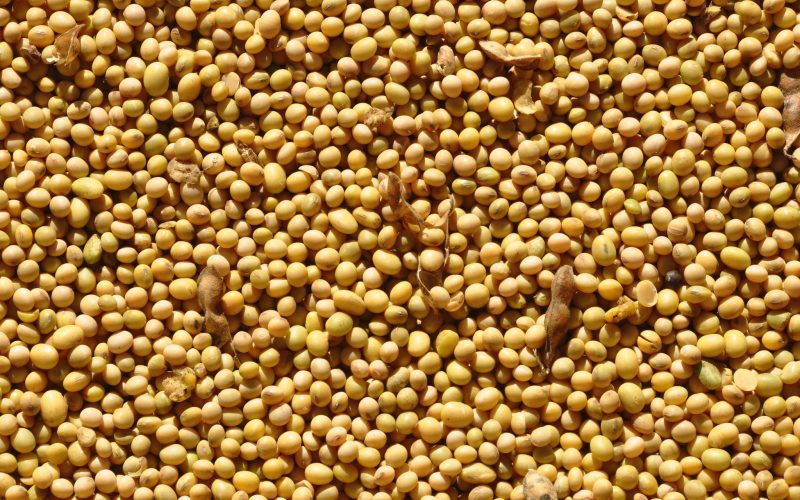 Soja abre o dia com leve alta na bolsa de Chicago