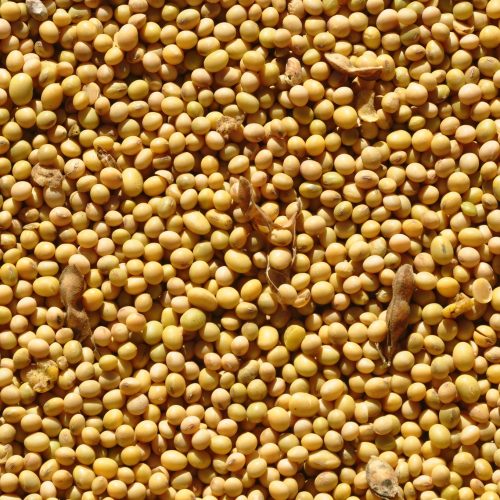 Grãos operam em queda na bolsa de Chicago