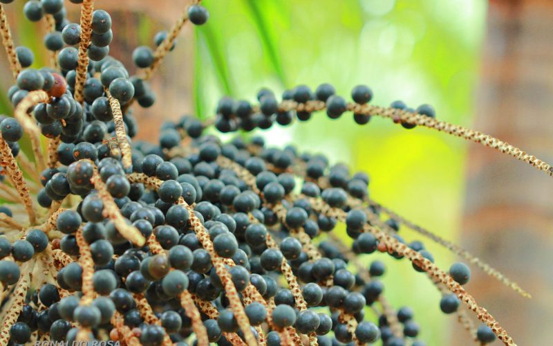 Casal produz e exporta açaí do Pará para Austrália, Japão e EUA