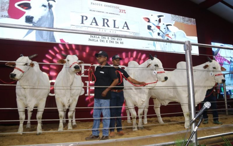 Vaca bate recorde de valorização mesmo depois de morta