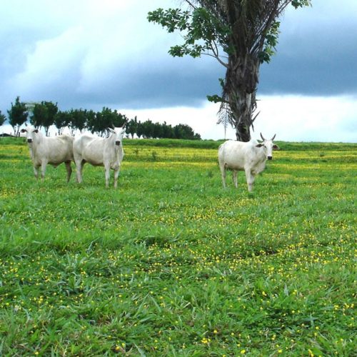 Para CNA, projeto do licenciamento ambiental ‘moderniza, agiliza e desburocratiza’ concessão de licenças