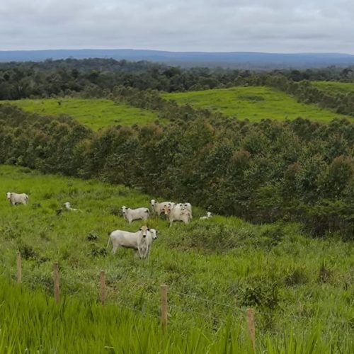 Fertilizantes especiais devem crescer, em meio à demanda mundial por um agro mais sustentável