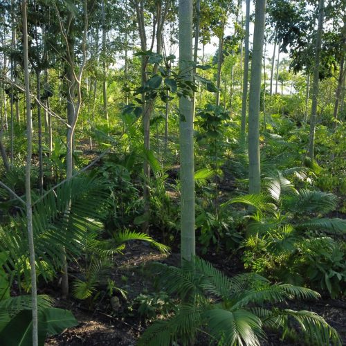 Governo quer dar escala a programa de reflorestamento produtivo na COP30