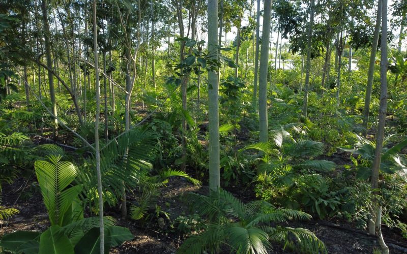 Governo quer dar escala a programa de reflorestamento produtivo na COP30