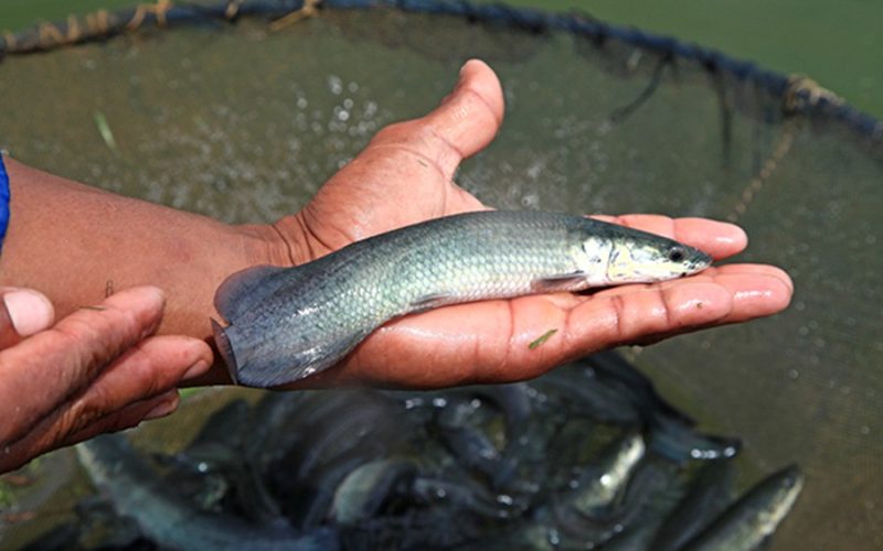 Cápsulas de alho vendidas em farmácias controlam parasitas do pirarucu