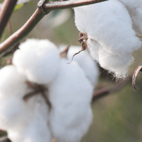Produtores aproveitam redução no preço dos fertilizantes e a alta de commodities; ouça o comentário
