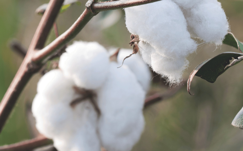 Produtores aproveitam redução no preço dos fertilizantes e a alta de commodities; ouça o comentário