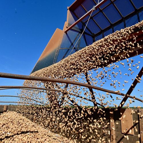 Exportação de amendoim avança 26% até agosto e soma 180 mil toneladas