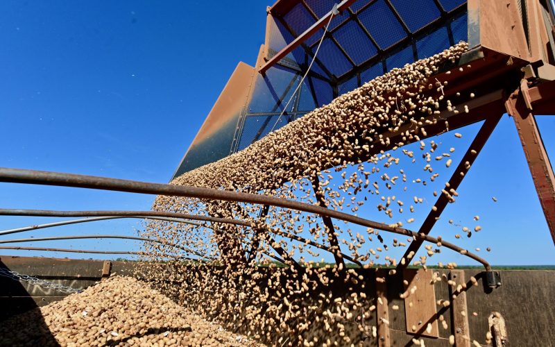 Exportação de amendoim avança 26% até agosto e soma 180 mil toneladas