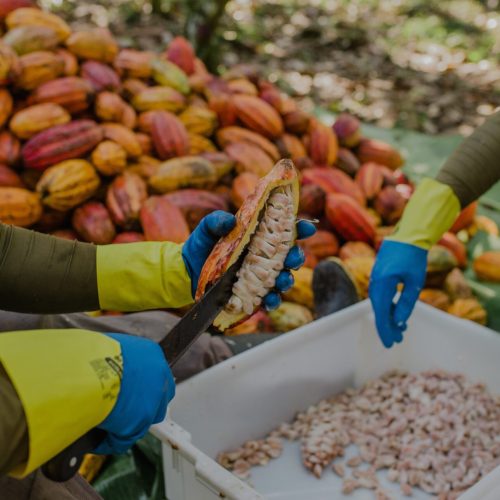 Cacau cai 6% em NY e se aproxima de menor valor em dois anos