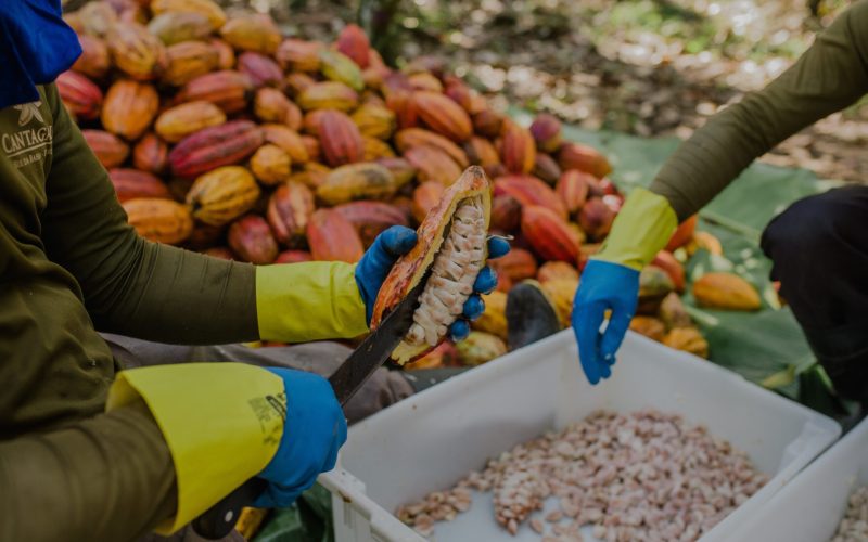 Cacau cai 6% em NY e se aproxima de menor valor em dois anos