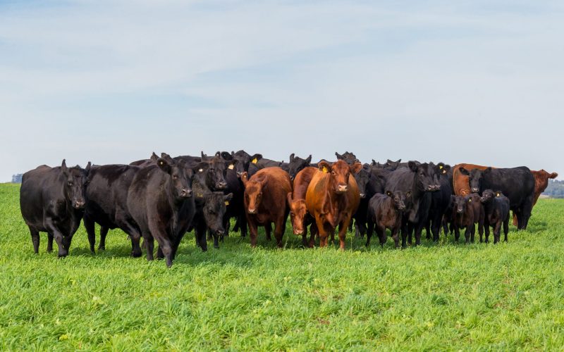 Como as raças ‘europeias’ deram um salto de produtividade na pecuária brasileira